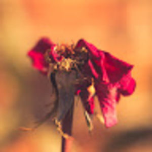 Meet your Posher, Lois